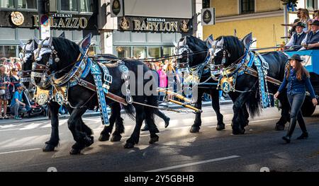 Bayerische Pferde in der Oktoberfestparade Stockfoto