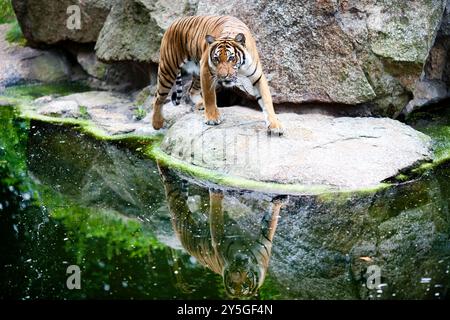 Ein Tiger wandert anmutig auf einem Felsen in der Nähe seiner Reflexion im Wasser im Berliner Zoo und zeigt seine Schönheit und Beweglichkeit. Stockfoto