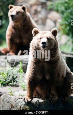 Zwei Braunbären sitzen friedlich in ihrem Lebensraum im Berliner Zoo und zeigen im Sommer ihre natürliche Neugier und ihr verspieltes Verhalten. Stockfoto