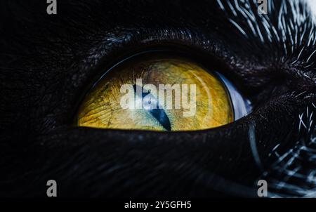 Makrofoto, das das intensive gelbe Auge einer schwarzen Katze zeigt, sein Blick durchdringend und fesselnd. Stockfoto