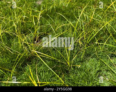 Kokosgras, Java-Gras, Nussgras, violetter Nusssedge (Cyperus rotundus), der in vernachlässigtem Rasengras wächst Stockfoto
