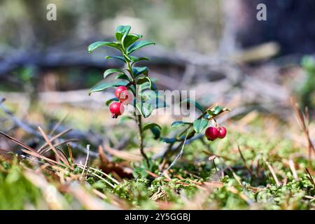 Vaccinium vitis-idaea, Preiselbeere, Paprikabeere, Bergpreiselbeere oder Kuhbeere, kleiner immergrüner Sträucher in der Heidefamilie Ericaceae. Nativ bis boreal Stockfoto