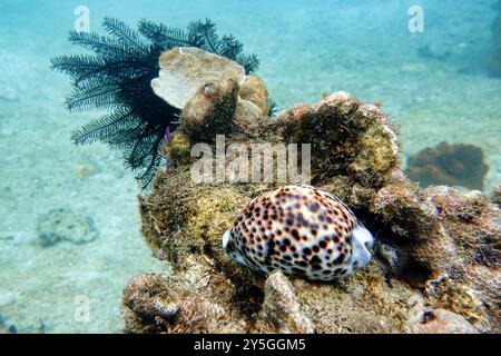 Indonesien Lembeh - Meeresleben Korallenriff mit Meeresschnecke - Tiger Cowrie - Cypraea tigris Stockfoto