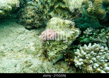 Indonesien Lembeh - Meeresleben Korallenriff mit Nacktschnecke - Meeresschnecke - Goniobranchus reticulatus Stockfoto