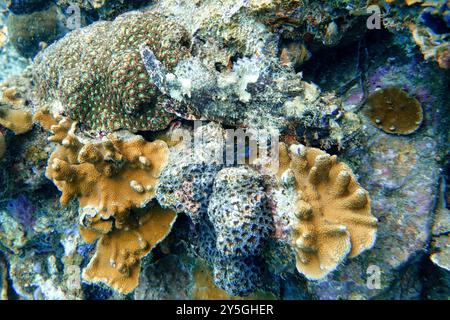 Indonesien Lembeh - Meeresleben Korallenriff mit Skorpionfischen - Skorpaenidae Stockfoto