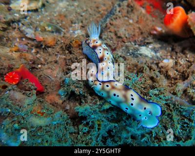 Indonesien Lembeh - Meeresleben Korallenriff mit Nacktschnecke - Meeresschnecke - Hypselodoris tryoni Stockfoto