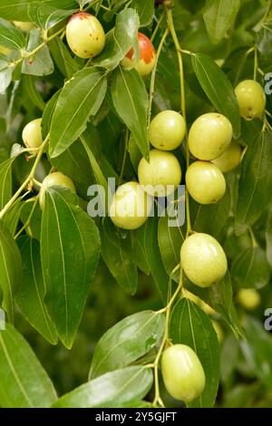 Ziziphus jujujuba oder jujujube rotes Datum oder chinesische Dattelgruppe unreifer grüner Jujubes Früchte auf Baum Stockfoto