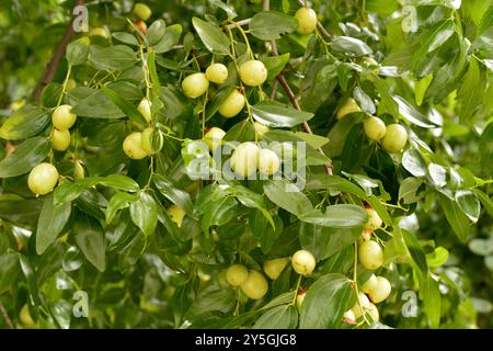 Ziziphus jujujuba oder jujujube rotes Datum oder chinesische Dattelgruppe unreifer grüner Jujubes Früchte auf Baum Stockfoto