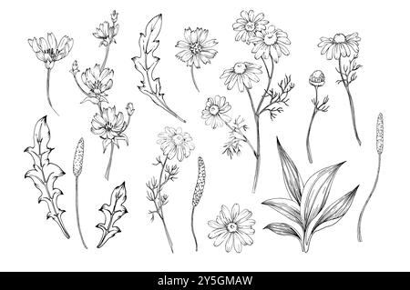 Grafische handgezeichnete Illustrationen von Knospen und Blättern von Kamille, Zichorien, Kochbananen Stock Vektor