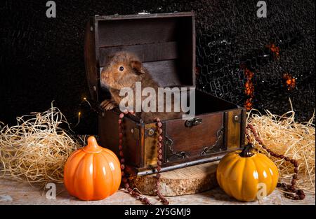 Niedliches Baby Teddy Meerschweinchen Cavia Porcellus auf Herbst Halloween Hintergrund. Das Haustier klettert aus einer Schatzkiste. Keramikkürbisse, schwarzer Hintergrund. Stockfoto