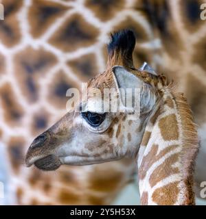 Porträt eines Babys Rothschild Giraffe, Giraffa camelopardalis rothschildi, mit der Mutter dahinter. Diese Art ist in freier Wildbahn gefährdet. Stockfoto