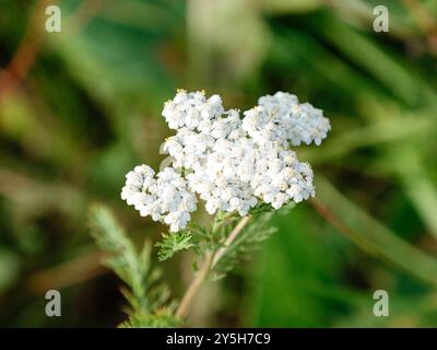 Milfoil-Blüte von weißer Farbe im Sommerfeld. Achillea millefolium Stockfoto