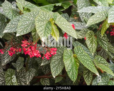 Große silberfarbene Blätter und rote Sommerblumen der zarten Zimmerpflanze Begonia „Snowcap“ Stockfoto