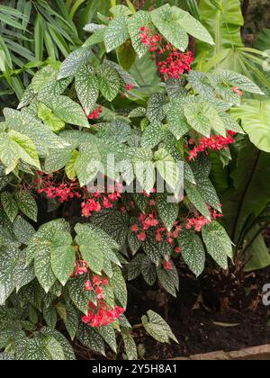 Große silberfarbene Blätter und rote Sommerblumen der zarten Zimmerpflanze Begonia „Snowcap“ Stockfoto