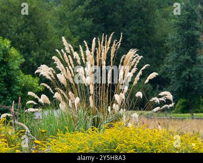 Elegante bogenförmige Blütenfedern der harten, immergrünen Zehenspitze, Cortaderia richardii Stockfoto