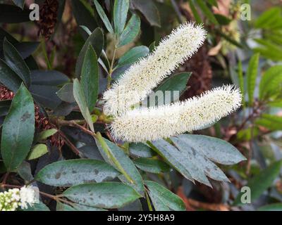 Sommerspitzen mit weißen duftenden Blüten des südafrikanischen Butterlöffelbaums Cunonia capensis, einem subtropischen immergrünen Baum Stockfoto