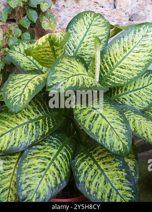 Buntes dunkles und hellgrünes Laub der Zierpflanze, Dieffenbachia 'Tropic Snow', stumpfer Stock Stockfoto