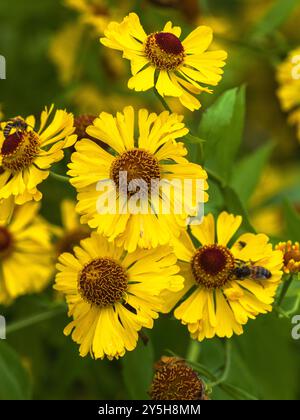 Gelbe Blüten des Spätsommers bis Herbstblühend Hardy Perennial Herbstniesweed, Helenium autumnale Stockfoto