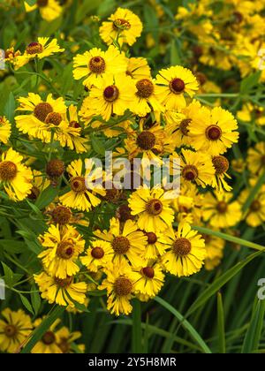 Gelbe Blüten des Spätsommers bis Herbstblühend Hardy Perennial Herbstniesweed, Helenium autumnale Stockfoto