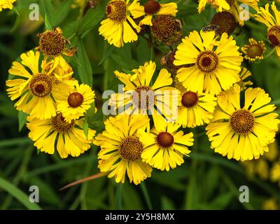 Gelbe Blüten des Spätsommers bis Herbstblühend Hardy Perennial Herbstniesweed, Helenium autumnale Stockfoto