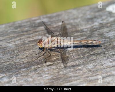 Erwachsene weibliche UK-Dart-Libelle, Sympetrum striolatum, in Ruhestellung Stockfoto