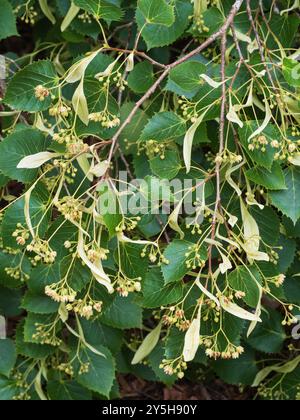 Spätsommer- bis Herbstblumen des harten Baumes, Tilia henryana, Henrys Lime Stockfoto