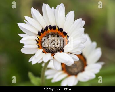 Blume der weißen Form des südafrikanischen kap Gänseblümchen, Venidium fastuosum 'White' Stockfoto
