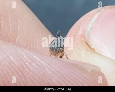 Kielbarer Baumopper (Entylia carinata) Insecta Stockfoto