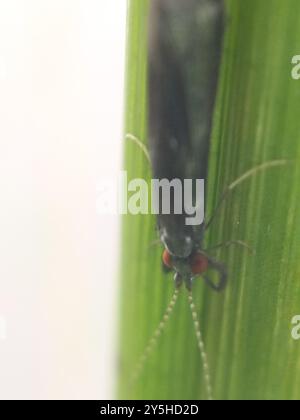 Black Dancer Caddisfly (Mystacides sepulchralis) Insecta Stockfoto
