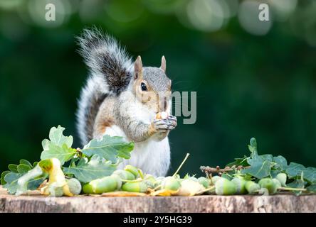Porträt eines grauen Eichhörnchens, das Eichel auf einem Baumstumpf isst, im Herbst, Großbritannien. Stockfoto