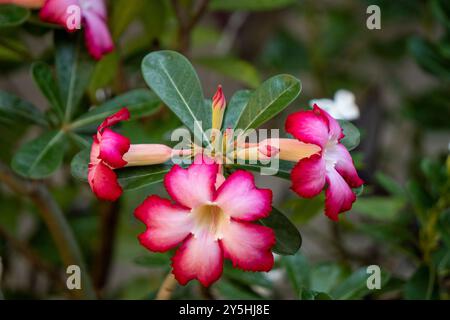 Wunderschönes Adenium oder Wüstenrose blühend 2 Stockfoto