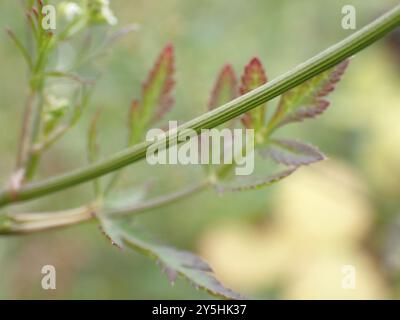 SteinPetersilie (Sison amomum) Plantae Stockfoto