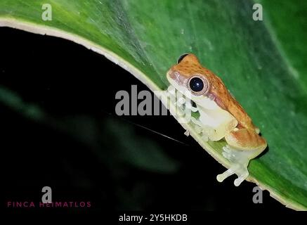 Rotschürzenfrosch (Dendropsophus rhodopeplus) Amphibia Stockfoto