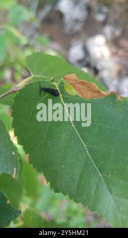 Black Dancer Caddisfly (Mystacides sepulchralis) Insecta Stockfoto