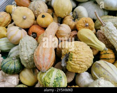 Bunte und unterschiedlich geformte Kürbisse und Kürbisse. Farbenfroher Hintergrund mit bunten Kürbissen. Verschiedene Kürbissorten Stockfoto