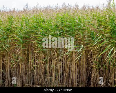 Riesiges Feld mit hohem, trockenem Gras und Schilf mit einigen braunen Flecken, die überall verstreut sind. Das Gras ist hoch und grün und reicht bis zum Himmel. Das Feld i Stockfoto