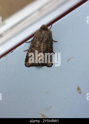 Flounced Rustic (Luperina testacea) Insecta Stockfoto