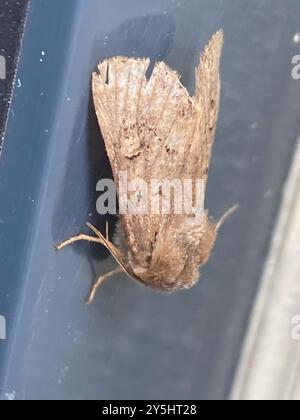 Flounced Rustic (Luperina testacea) Insecta Stockfoto