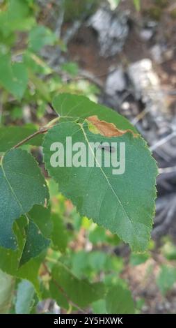 Black Dancer Caddisfly (Mystacides sepulchralis) Insecta Stockfoto