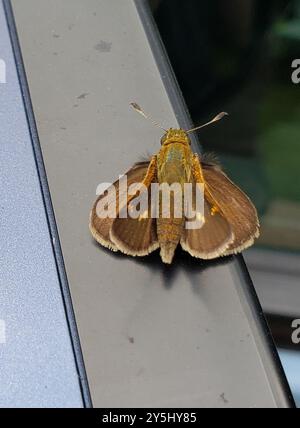 Tawny-Edge Skipper (Polites themistocles) Insecta Stockfoto