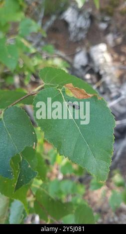 Black Dancer Caddisfly (Mystacides sepulchralis) Insecta Stockfoto