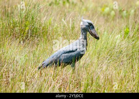 A SHOEBILL - Balaeniceps rex , VU,R-VU- in Mabamba Sumpf - Mpigi Uganda Stockfoto