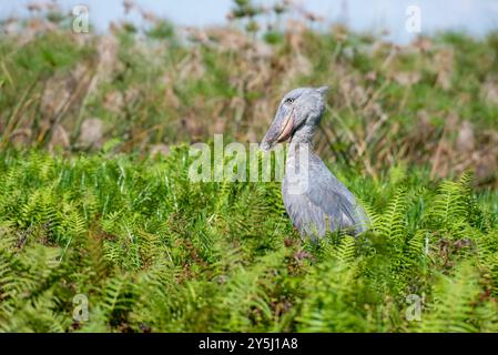 A SHOEBILL - Balaeniceps rex , VU,R-VU- in Mabamba Sumpf - Mpigi Uganda Stockfoto