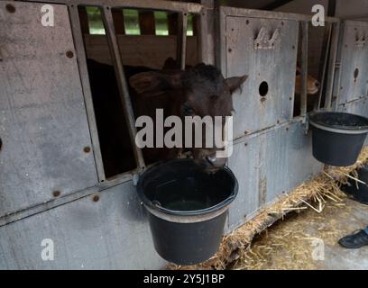 Junge Angusrinder in der Futterschüssel auf einem Bauernhof in Rietberg, Nordrhein-Westfalen Stockfoto