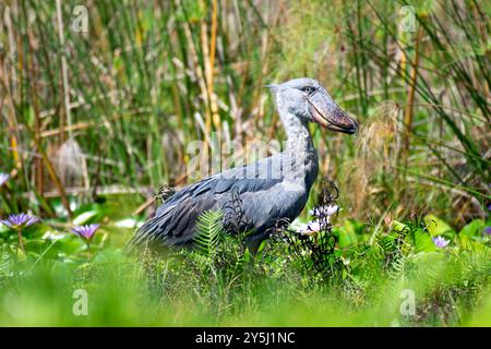 A SHOEBILL - Balaeniceps rex , VU,R-VU- in Mabamba Sumpf - Mpigi Uganda Stockfoto