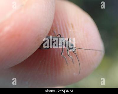 (Oedemera lurida) Insecta Stockfoto