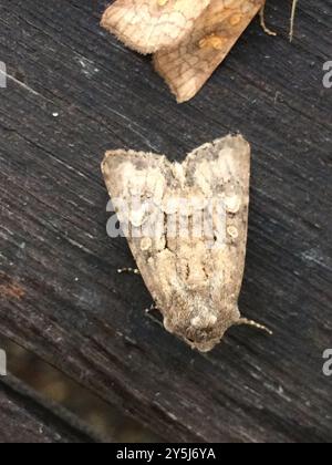 Flounced Rustic (Luperina testacea) Insecta Stockfoto