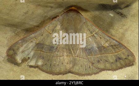 Rot gesäumte Panopoda Moth (Panopoda rufimargo) Insecta Stockfoto