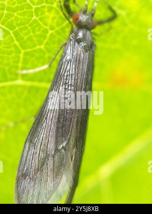 Black Dancer Caddisfly (Mystacides sepulchralis) Insecta Stockfoto