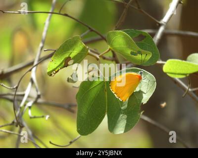 Östliche gepunktete Grenze (Mylothris agathina) Insecta Stockfoto